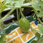 野菜作り