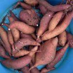 さつまいも掘り